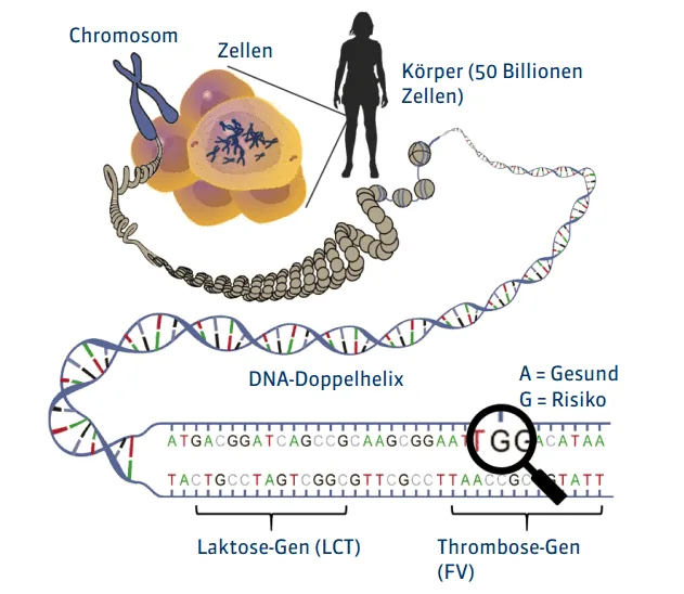 Gentests & personalisierte Stacks für Biohacker & Longevity.