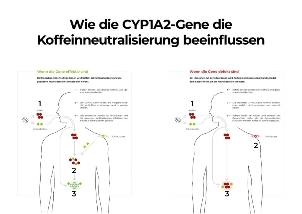 Wie die CYP1A2-Gene die Koffeinneutralisierung beinflussen